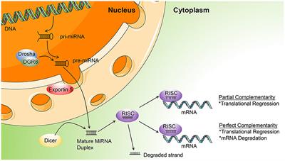 MicroRNA-Related Strategies to Improve Cardiac Function in Heart Failure